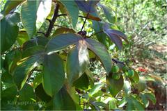 Jatropha gossypiifolia